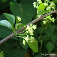 Canthium coromandelicum (Burm.f.) Alston